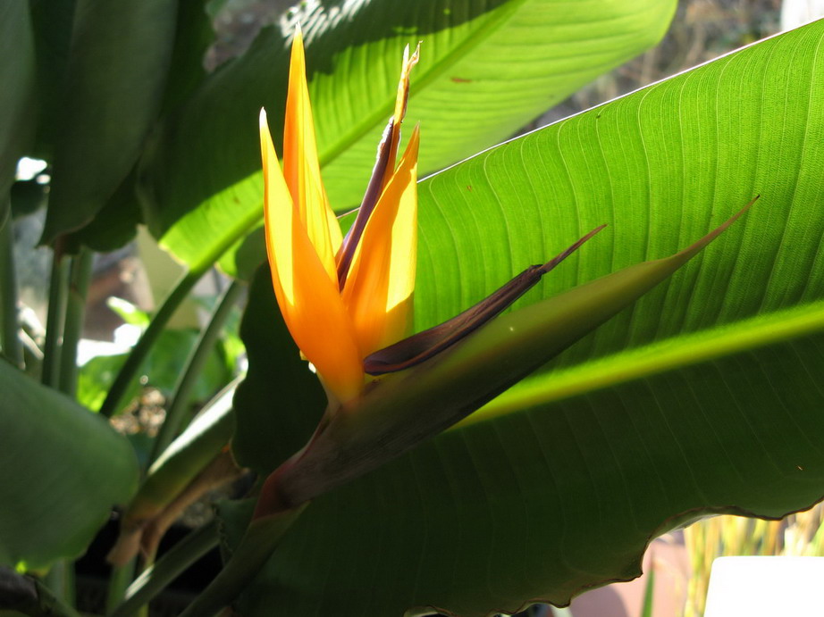 Strelitzia reginae